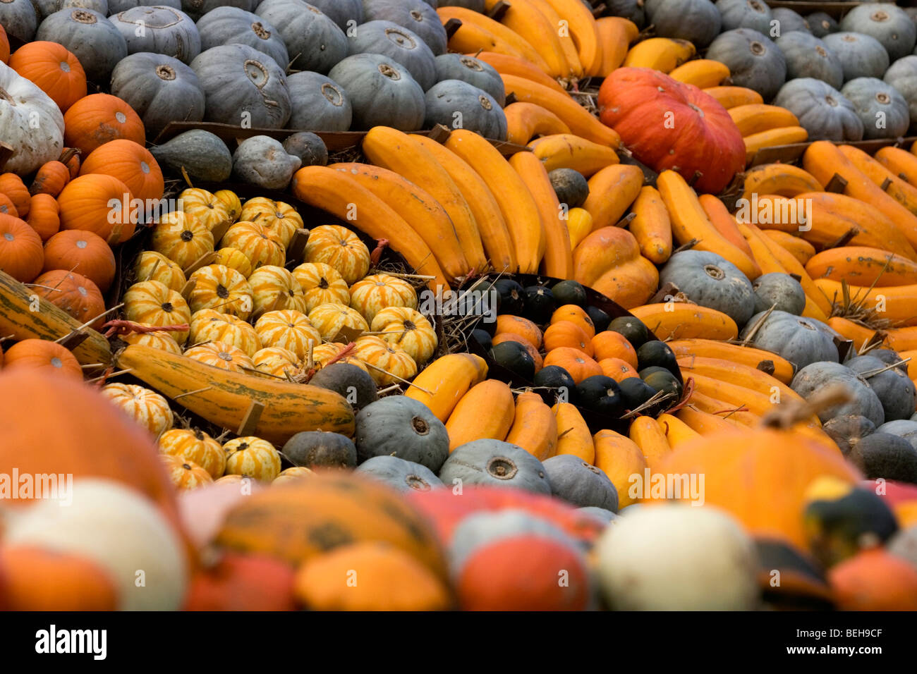 Variety pumpkins slindon farm west hires stock photography and images