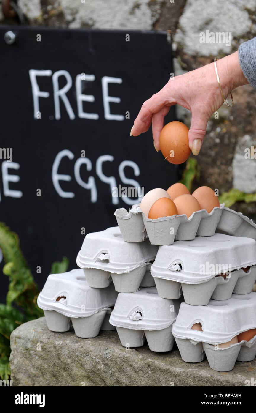 Free range eggs for sale Stock Photo Alamy
