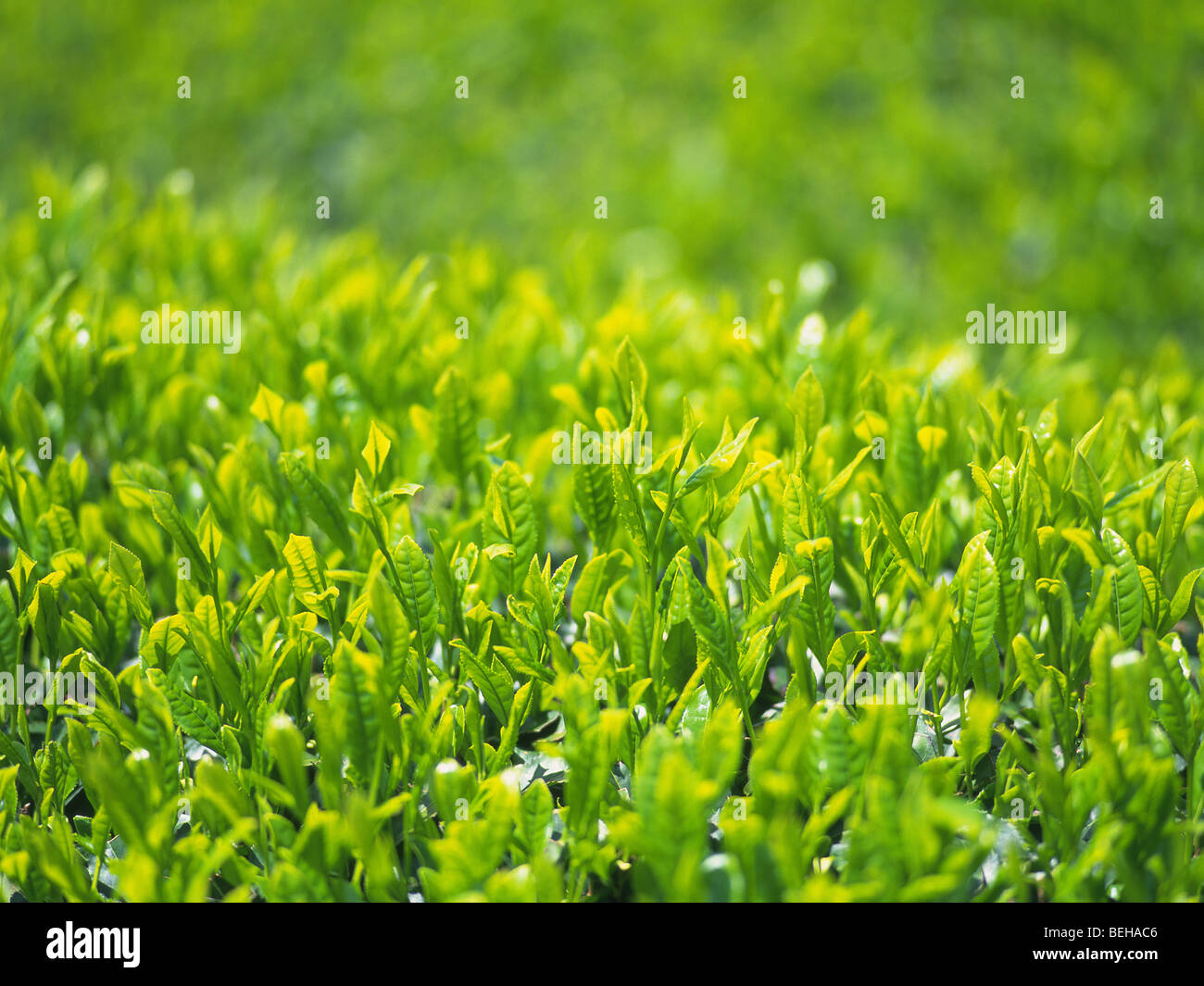 Field full of sprouts hires stock photography and images Alamy