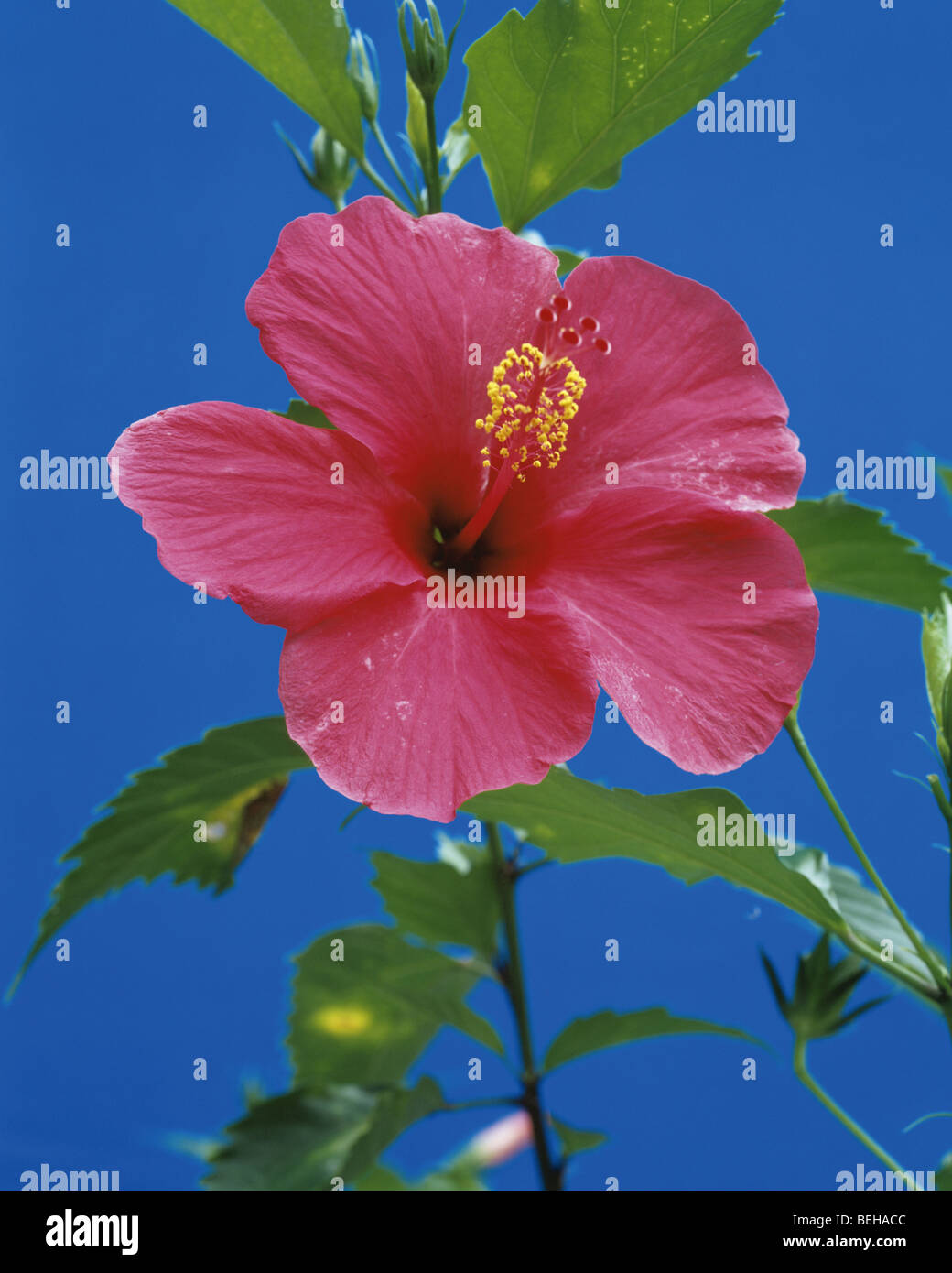 Close up hibiscus flower hibiscus hi-res stock photography and images ...