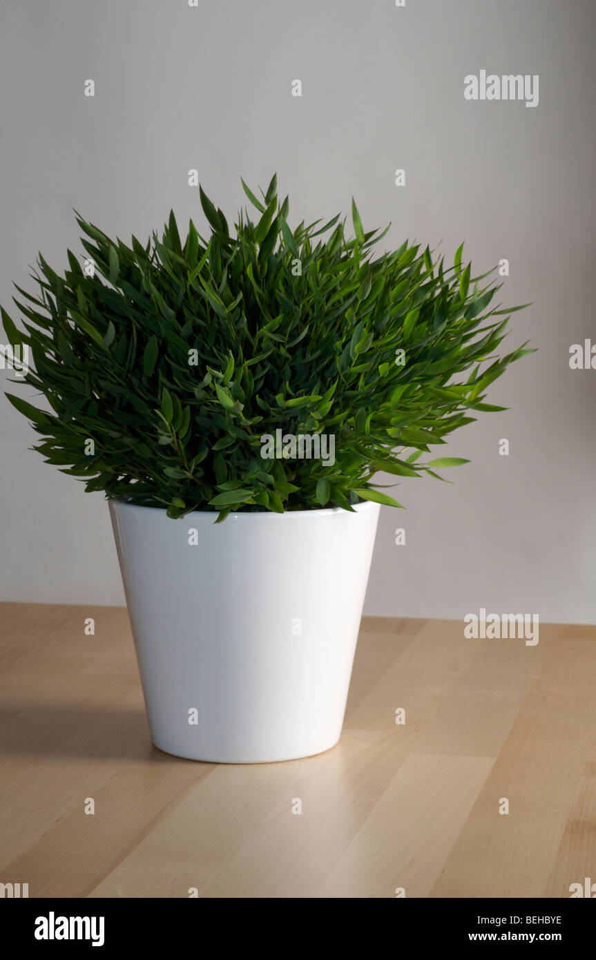 Bamboo Plant in White Pot on Table Stock Photo