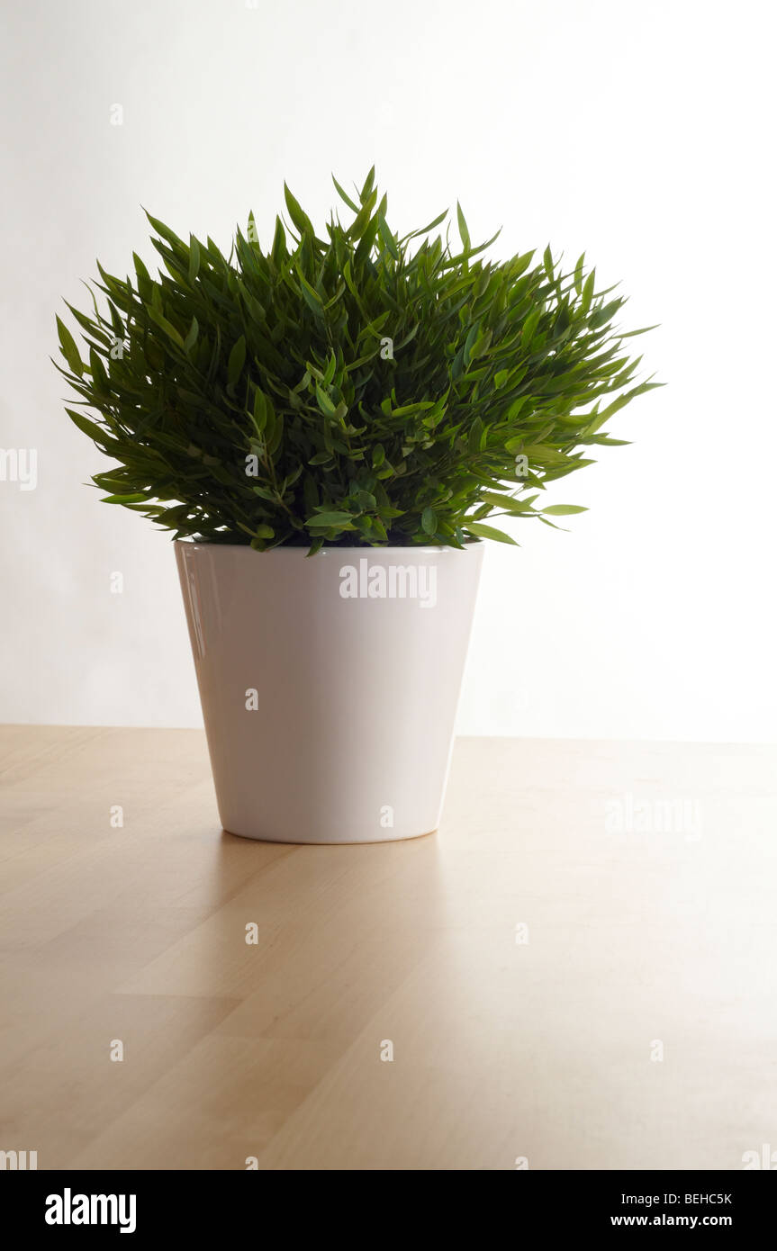 Bamboo Plant in White Pot on Table Stock Photo
