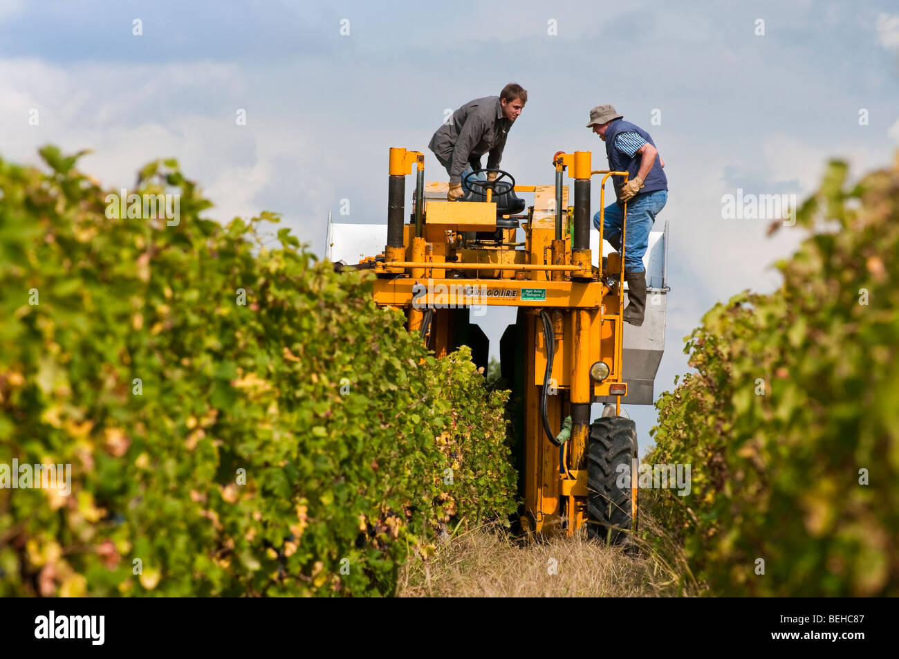 Grape harvesting machine hires stock photography and images Alamy