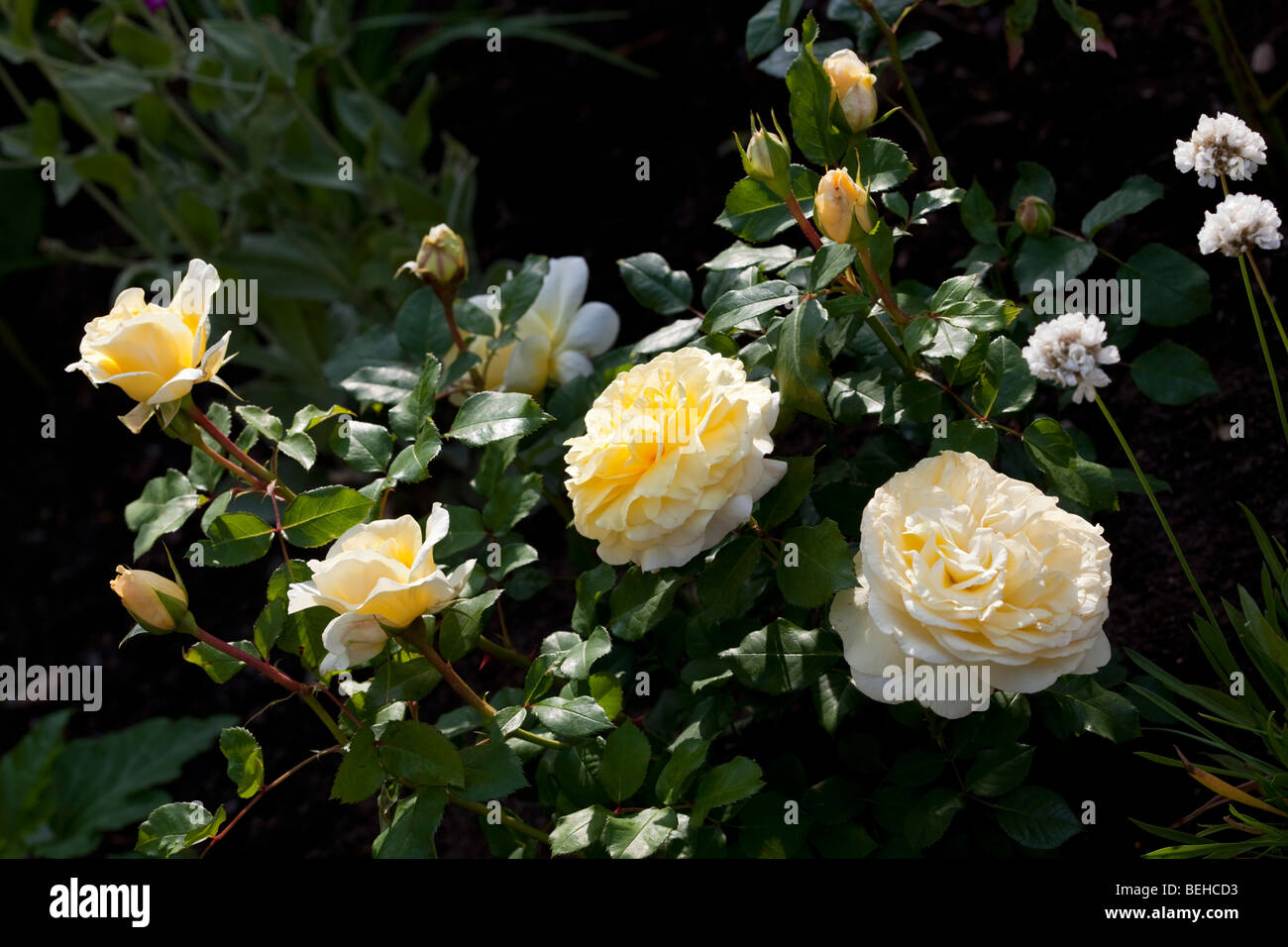 Stockholm' Floribunda Rose, Floribundaros (Rosa Stock Photo - Alamy