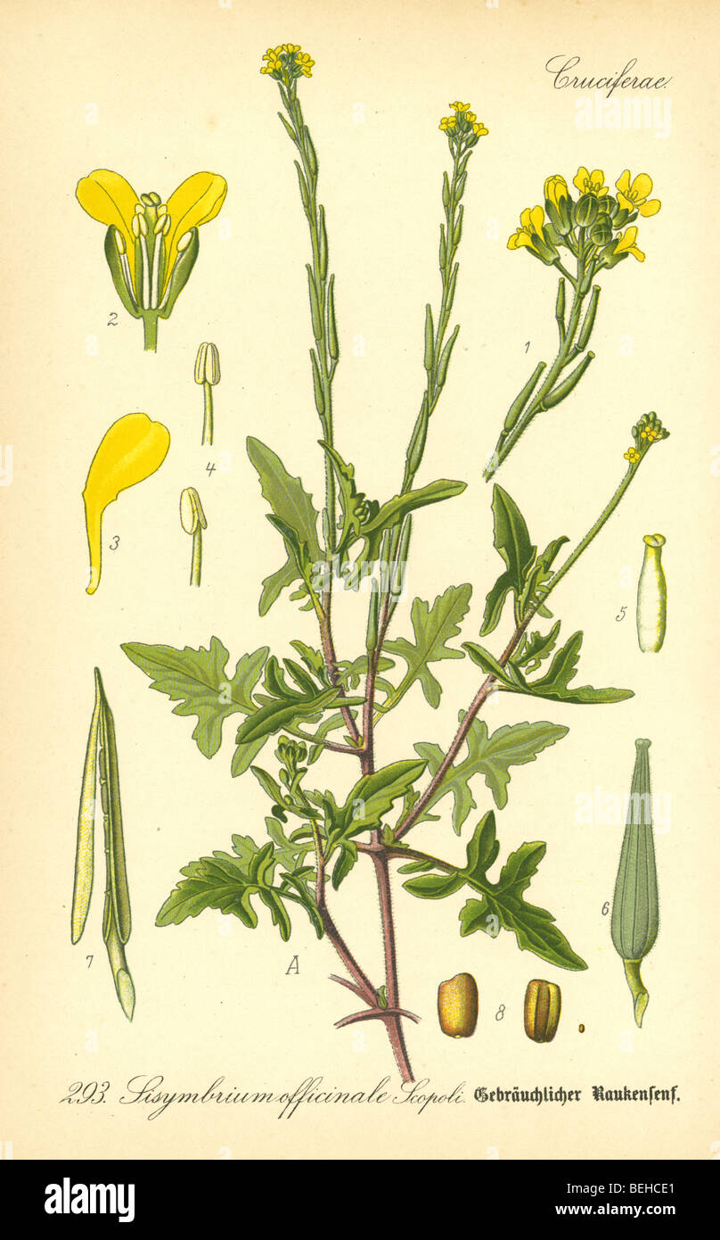 Circa 1880s engraving of Hedge mustard (Sisymbrium officinale) from Prof Dr Thome's Flora of Germany. Stock Photo