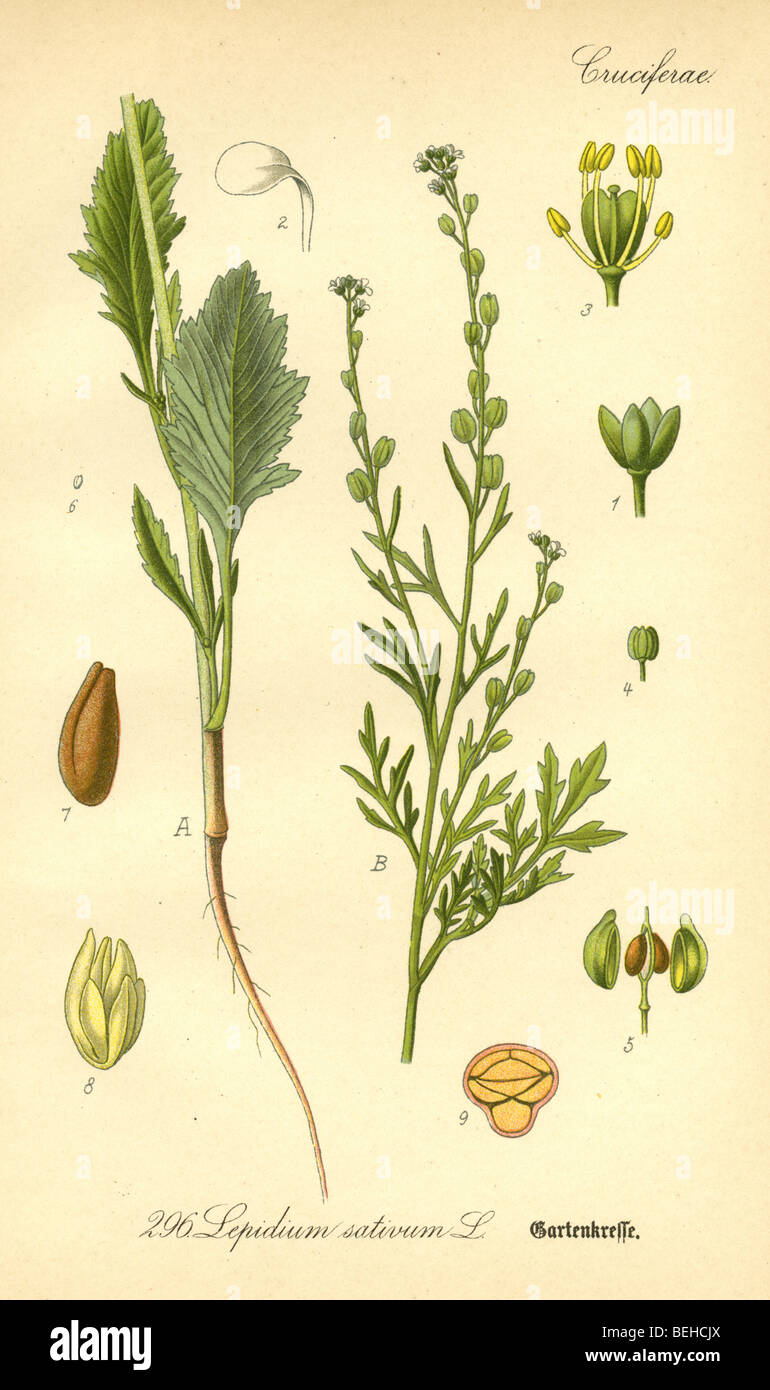 Circa 1880s engraving of Garden cress (Lepidium sativum) from Prof Dr Thome's Flora of Germany. Stock Photo