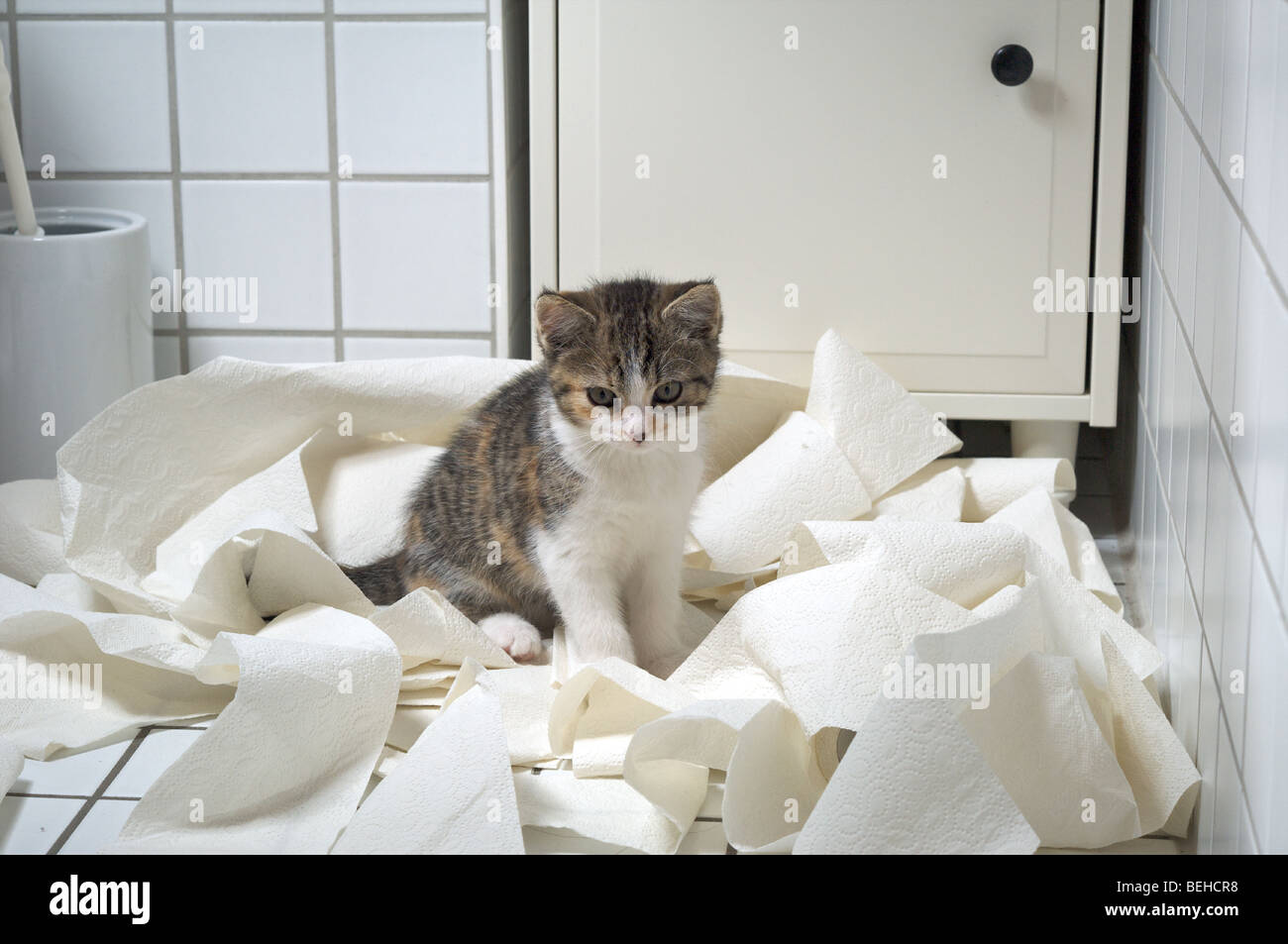 Kitten is sitting in lots of toilet paper Stock Photo