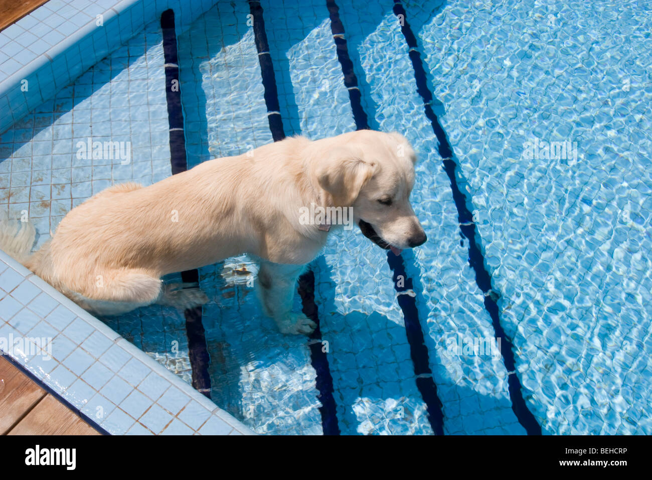 Can Dogs Die From Drinking Pool Water