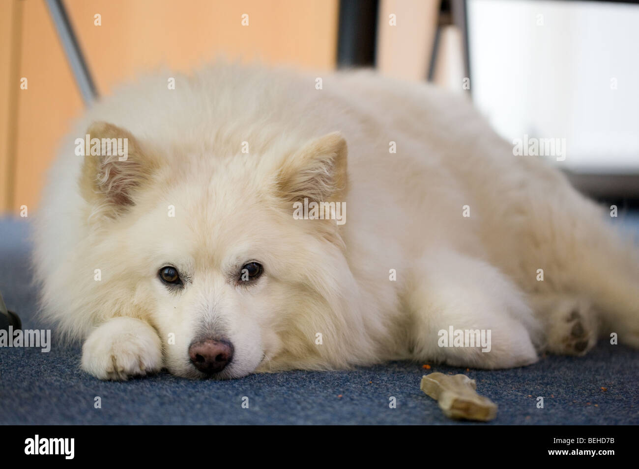 German Spitz with his bone lying under the desk in the office Stock Photo