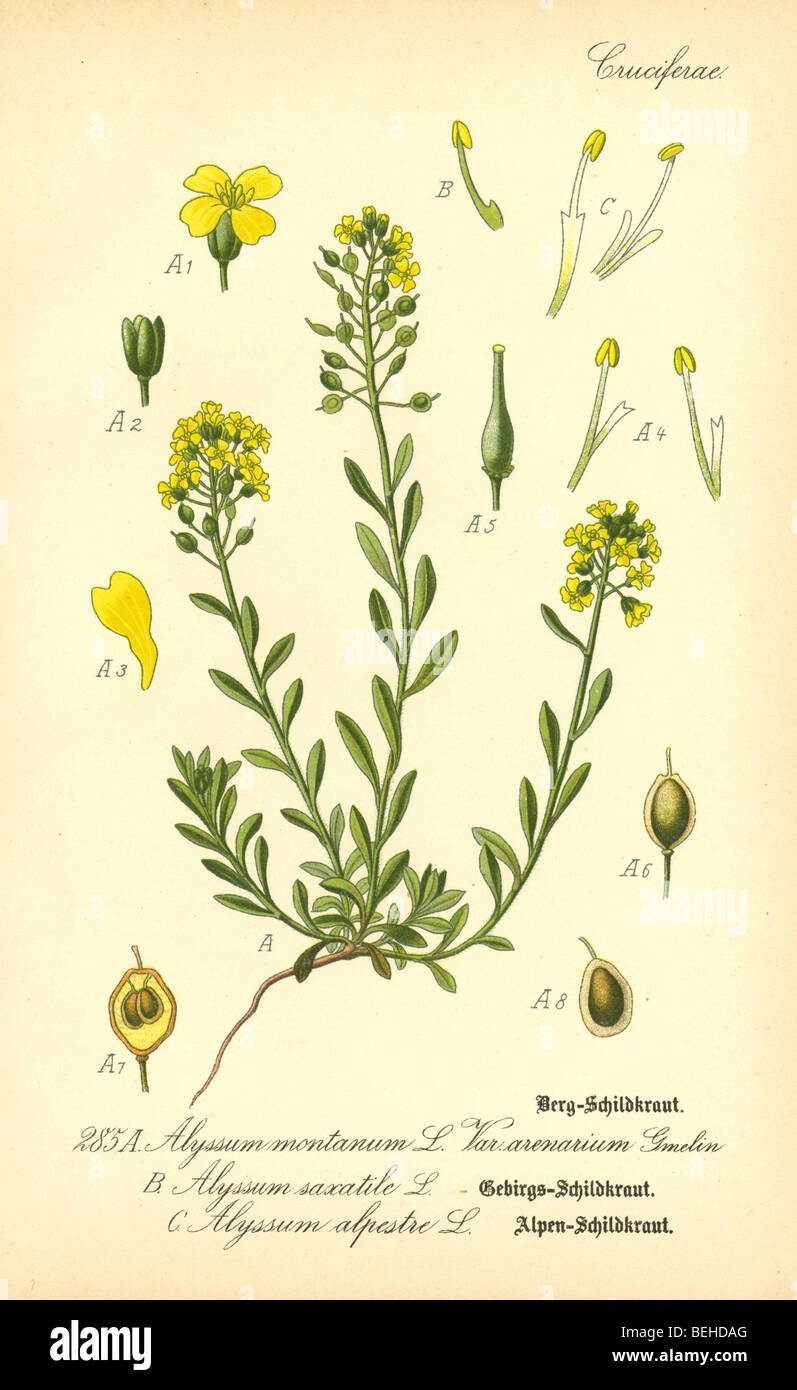 Circa 1880s engraving showing several plants of the Alyssum genus (Alyssum montanum, Alyssum alpestre, Alyssum saxatile). Stock Photo