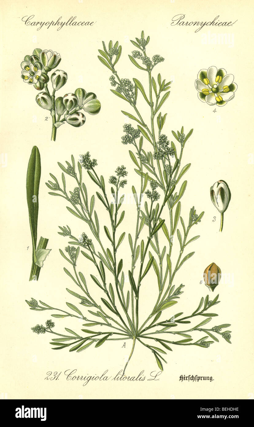 Circa 1880s engraving of Strapwort (Corrigiola litoralis) from Prof Dr Thome's Flora of Germany. Stock Photo