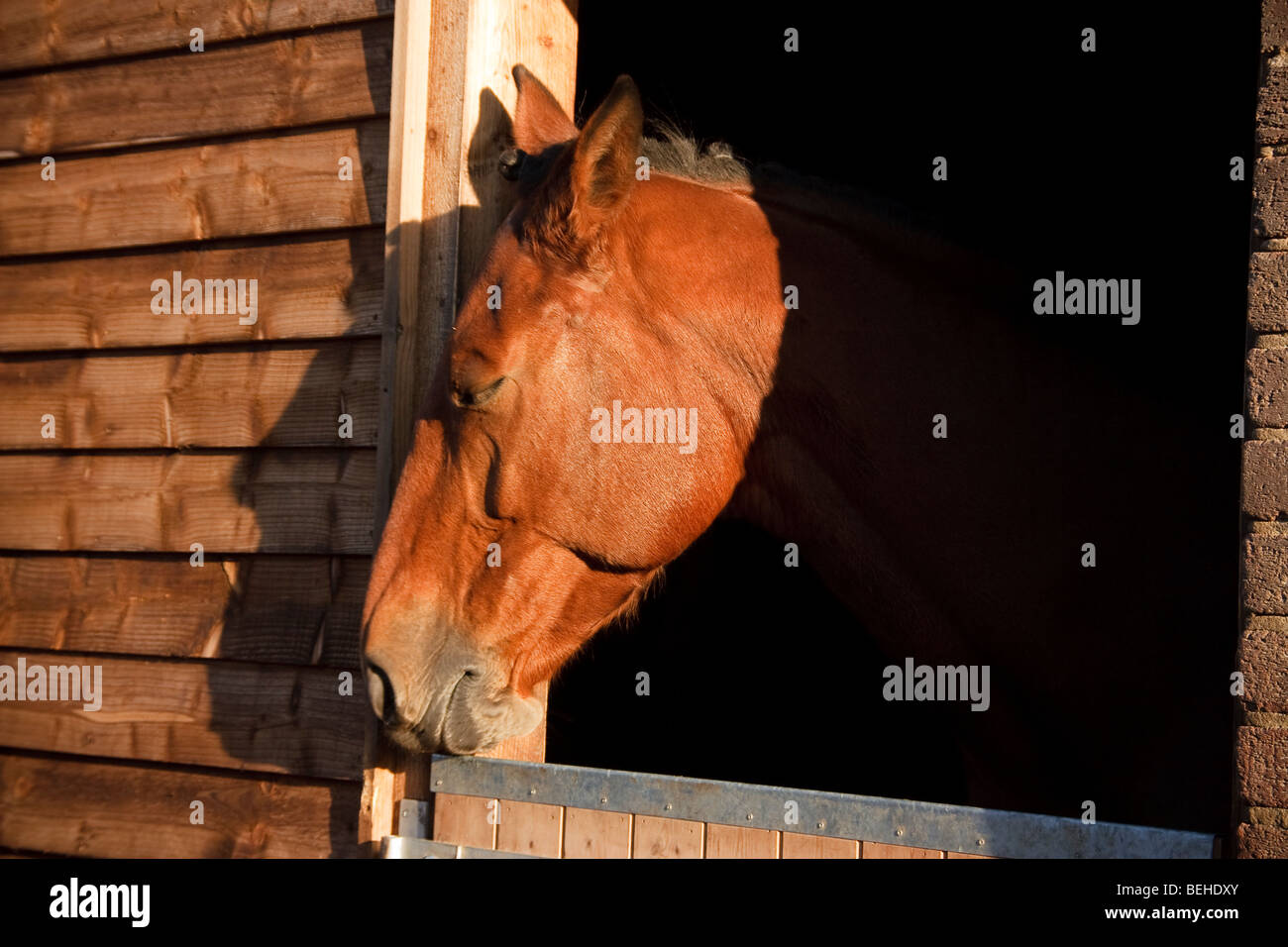 The horse Stock Photo