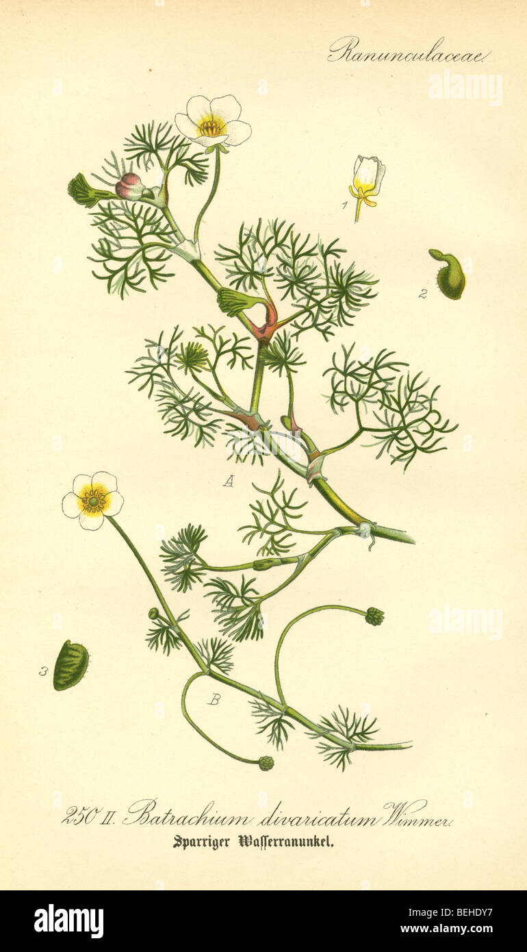 Circa 1880s engraving of white water crowfoot (Batrachium divaricatum) from Prof Dr Thome's Flora of Germany. Stock Photo