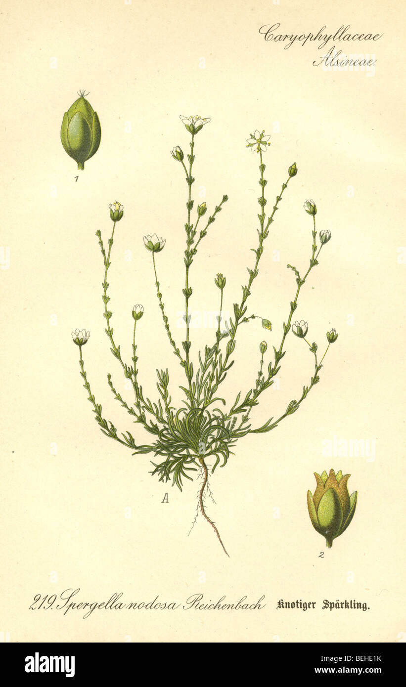 Circa 1880s engraving of Spergella nodosa L. Reichenbach from Prof Dr Thome's Flora of Germany. Stock Photo