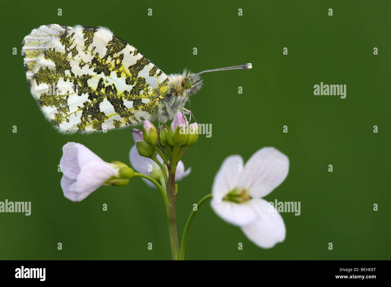 Orange tip (Anthocharis cardamines) on Cuckoo flower (Cardamine pratensis) Stock Photo