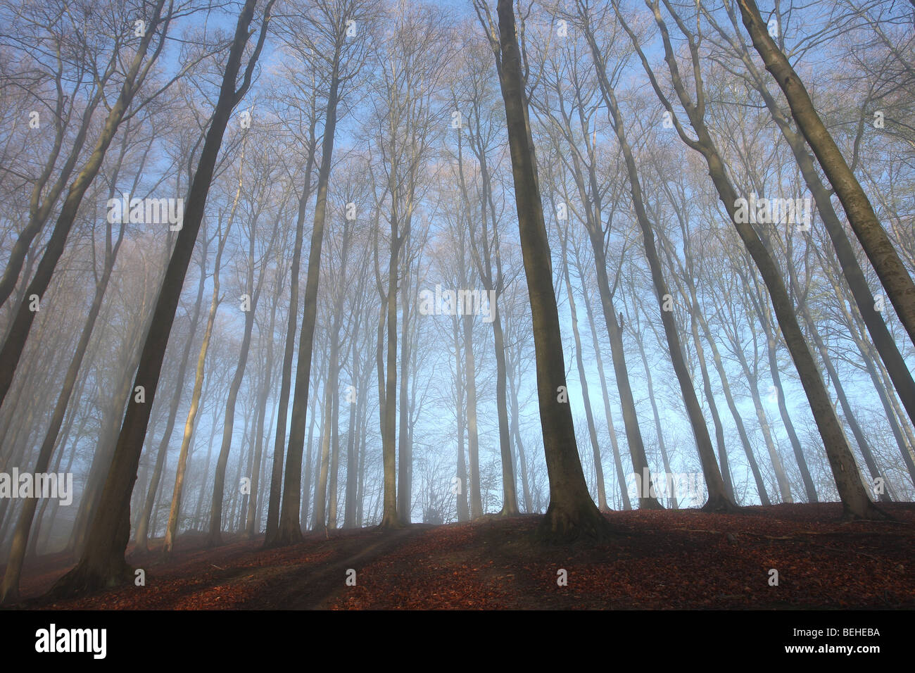 Beeches (Fagus sylvatica) in Beech forest, Flemish Ardennes, Belgium Stock Photo