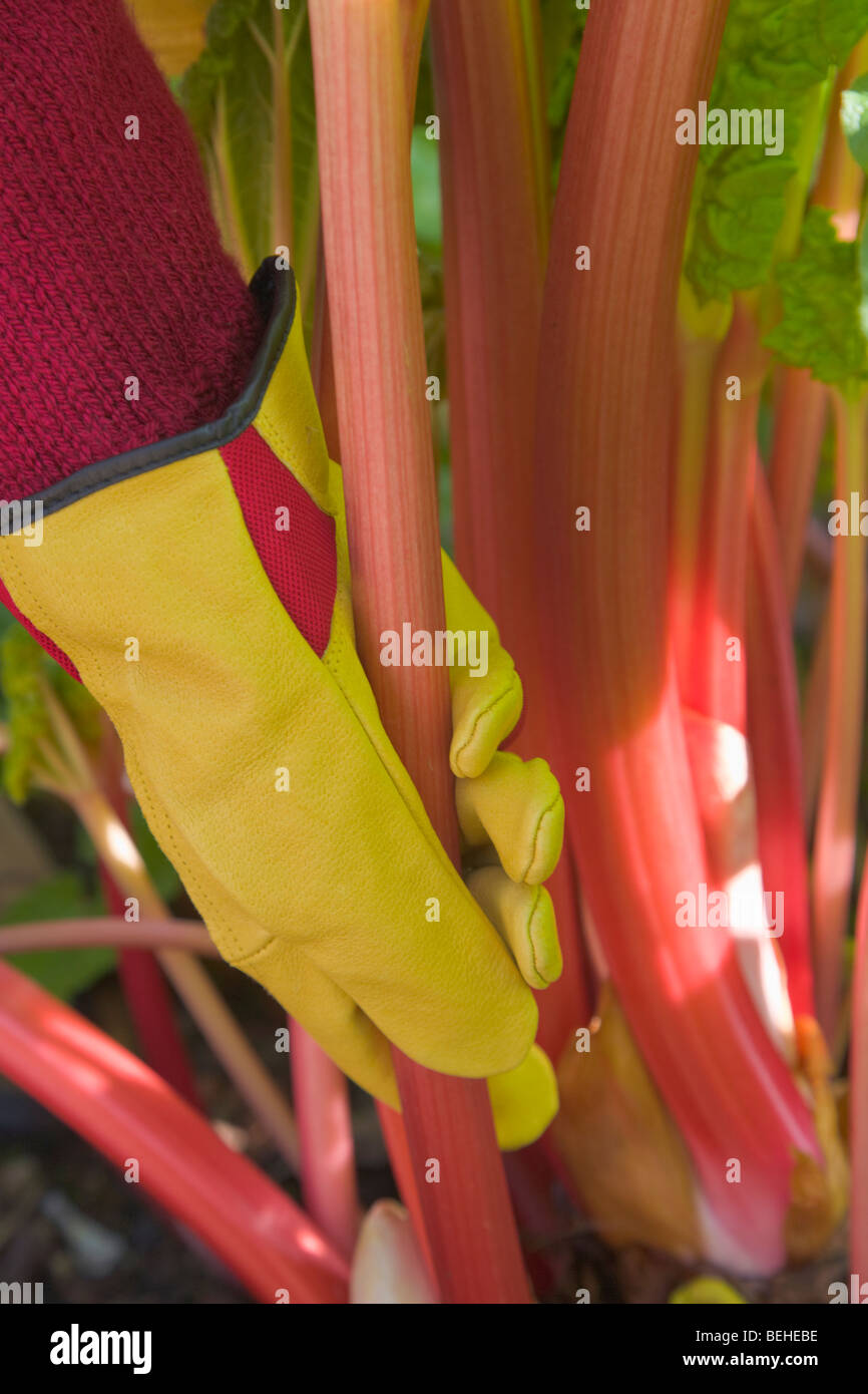 Gloved hand pulling rhubarb Rheum rhaponticum Stock Photo