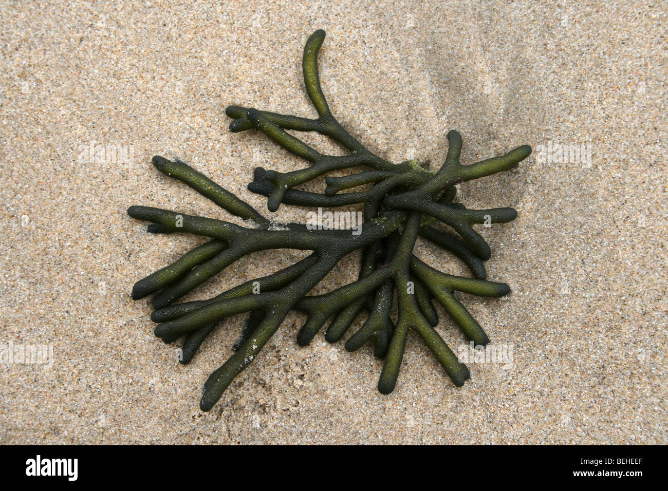 Seaweed Codium fragile Washed Up On The Beach At Kei Mouth, Eastern Cape Province, South Africa Stock Photo