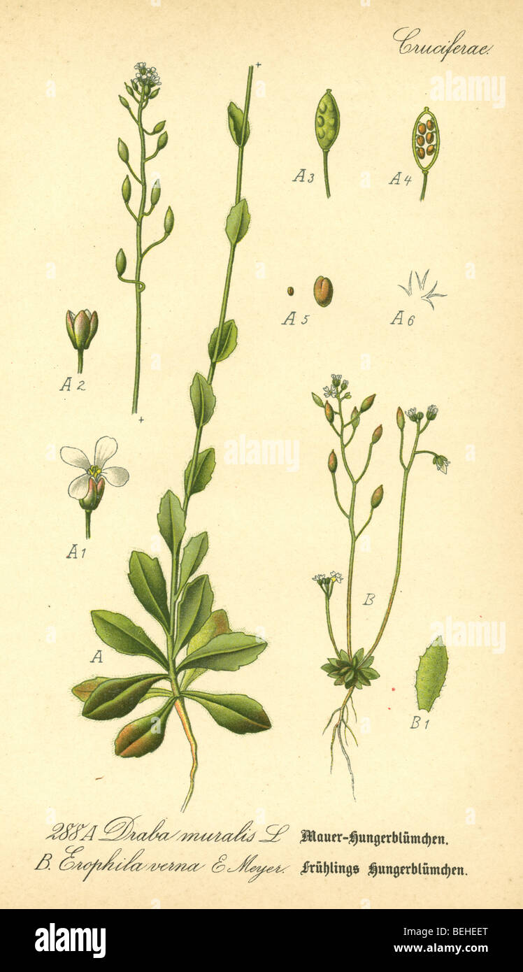Circa 1880s engraving of Wall Whitlowgrass (Draba muralis) and Spring draba (Draba verna) from Prof Dr Thome's Flora of Germany. Stock Photo