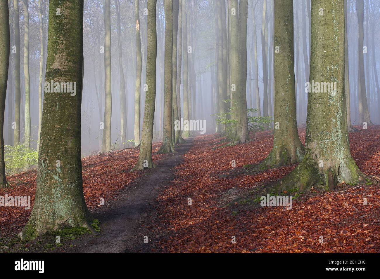 Beech forest (Fagus sylvatica) in mist, Flemish Ardennes, Belgium Stock Photo