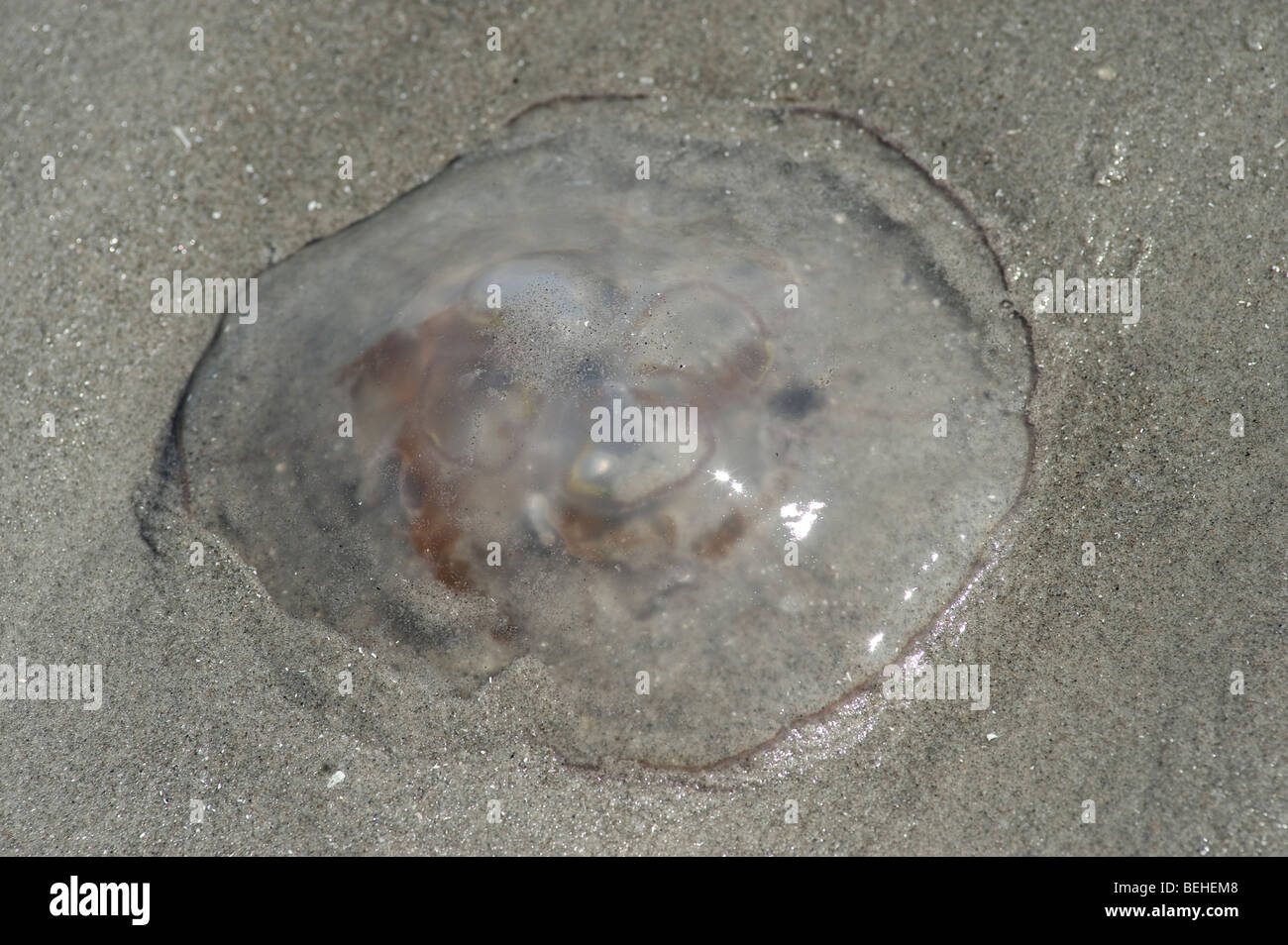 Moon jellyfish, Aurelia aurita, on beach Stock Photo