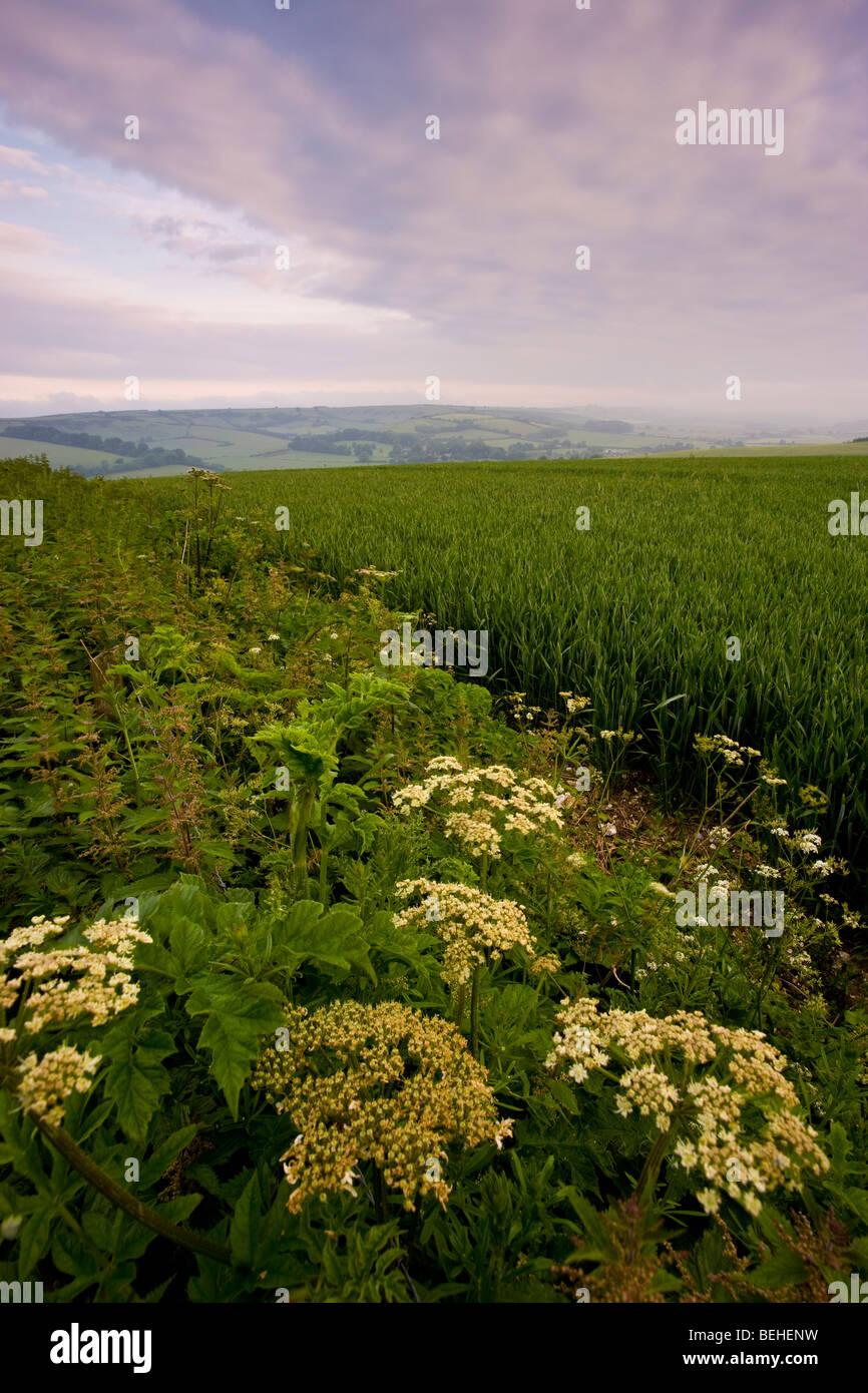 Farmland near Sydling St Nicholas, Dorset, UK Stock Photo
