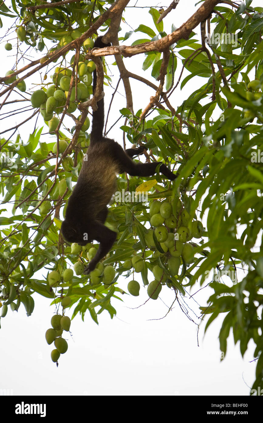 Goldenmantled Howler Monkey (Alouatta palliata) foraging in Playas del Coco, Costa Rica Stock