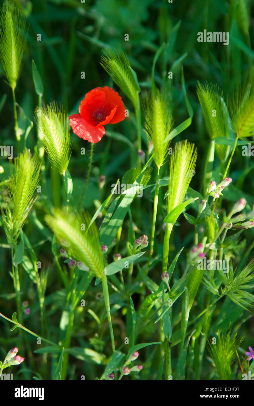 Vertical Images of a Spanish Poppy surrounded by wild grasses Stock Photo