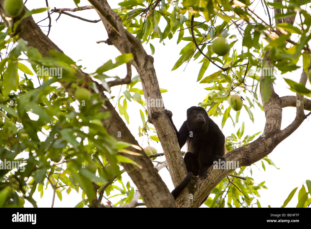 Goldenmantled Howler Monkey (Alouatta palliata) foraging in Playas del Coco, Costa Rica Stock