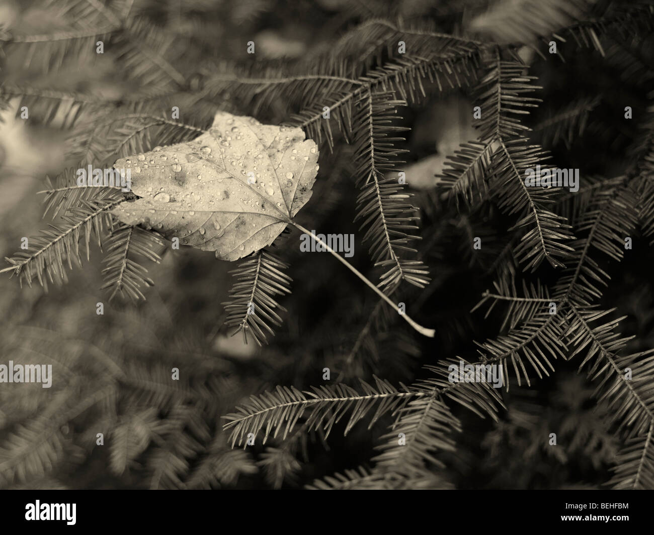 Covered with dew drops fallen maple leaf on Balsam fir Stock Photo