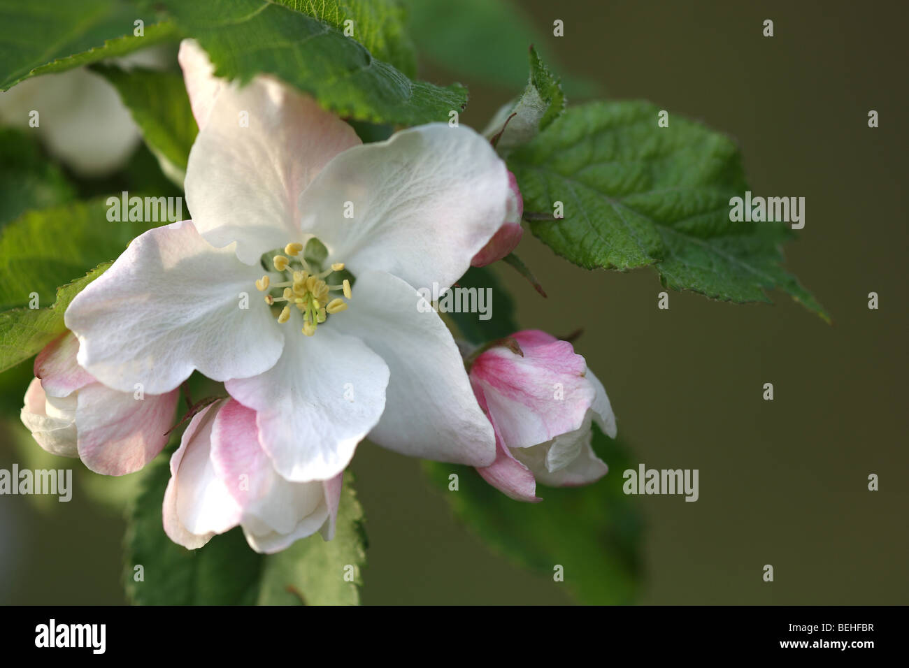 Flower of Apple tree (Malus sylvestris), Belgium Stock Photo