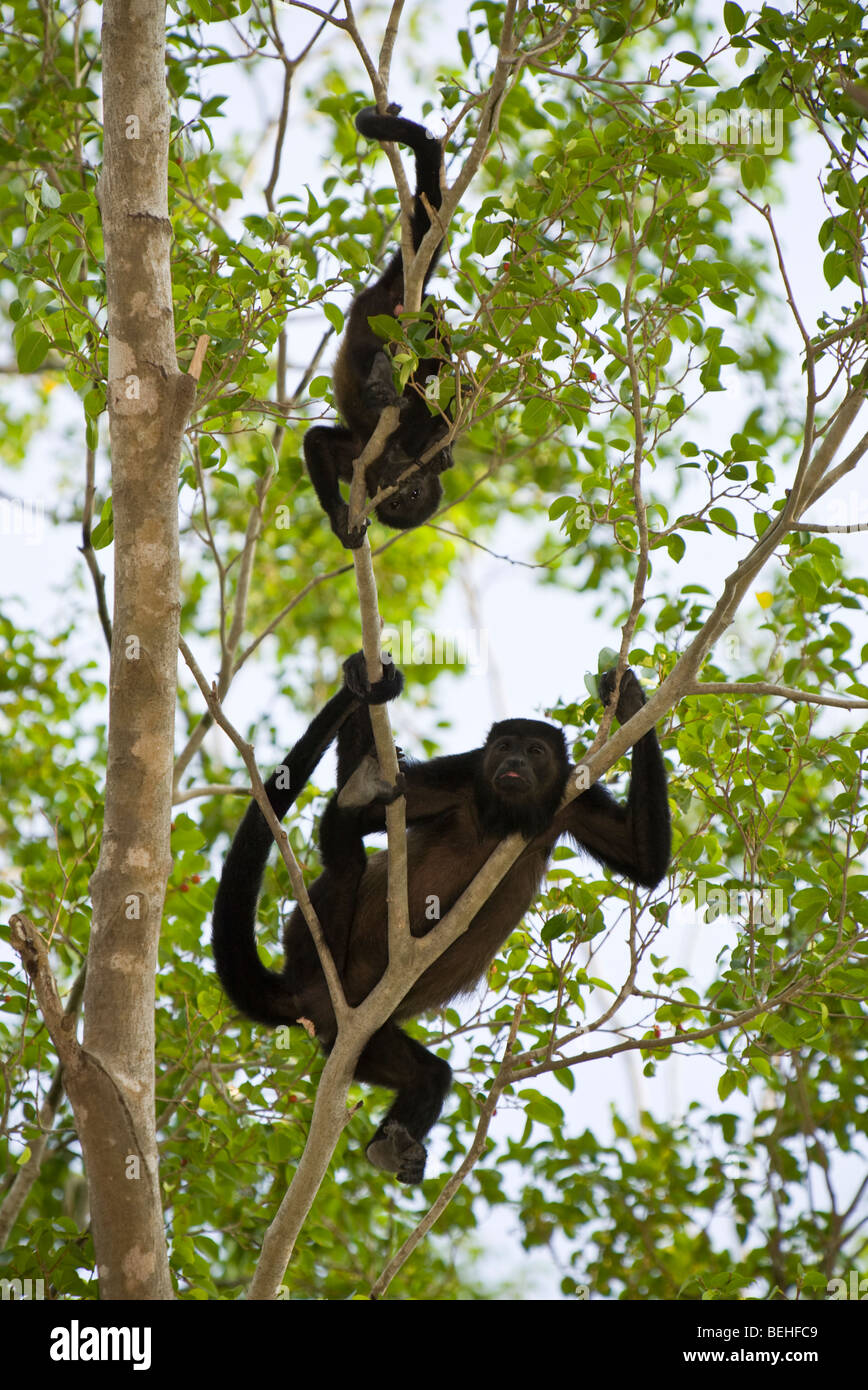 Goldenmantled Howler Monkey (Alouatta palliata) foraging in Playas del Coco, Costa Rica Stock
