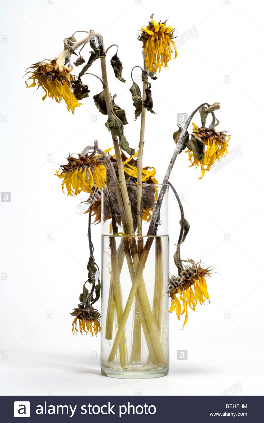 Dead Drooping Vase Stock Photos Dead Drooping Vase Stock Images