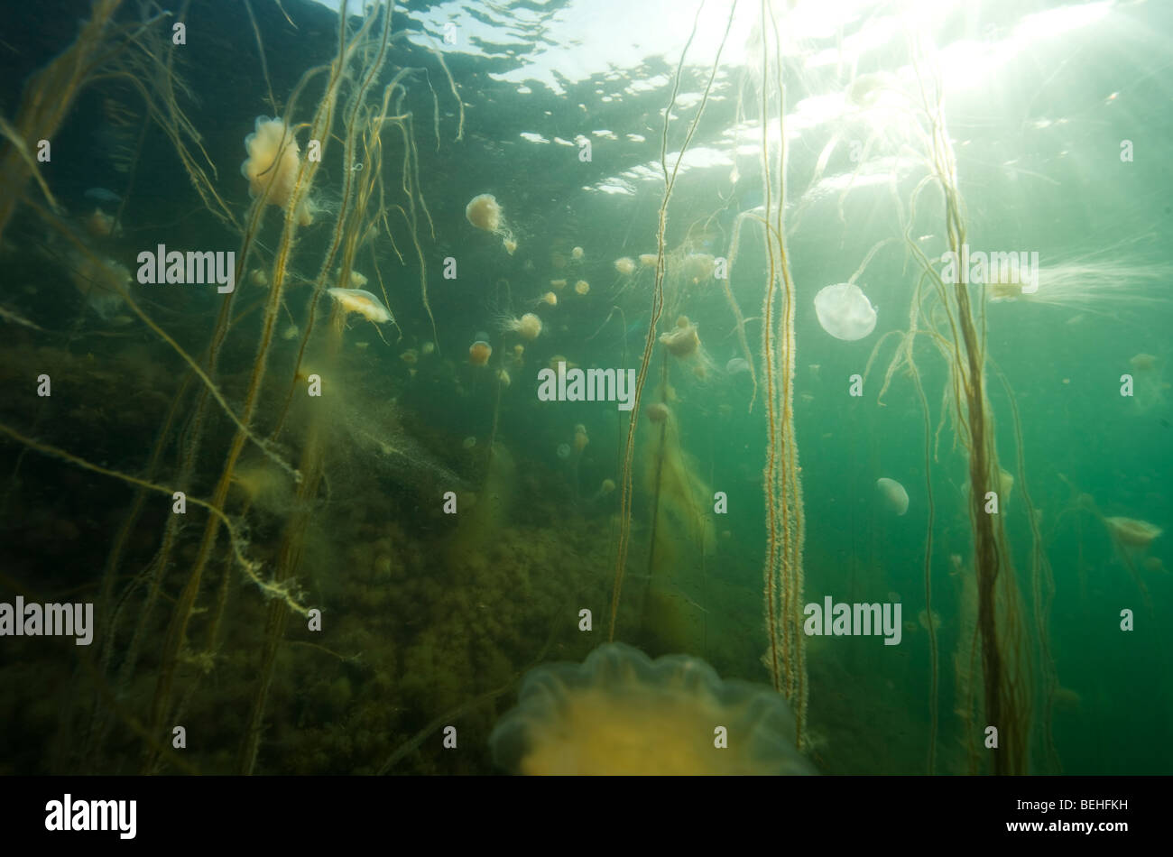 Jellyfish, Lions mane, Cyanea capilata, and moon jellyfish, Aurelia aurita Stock Photo