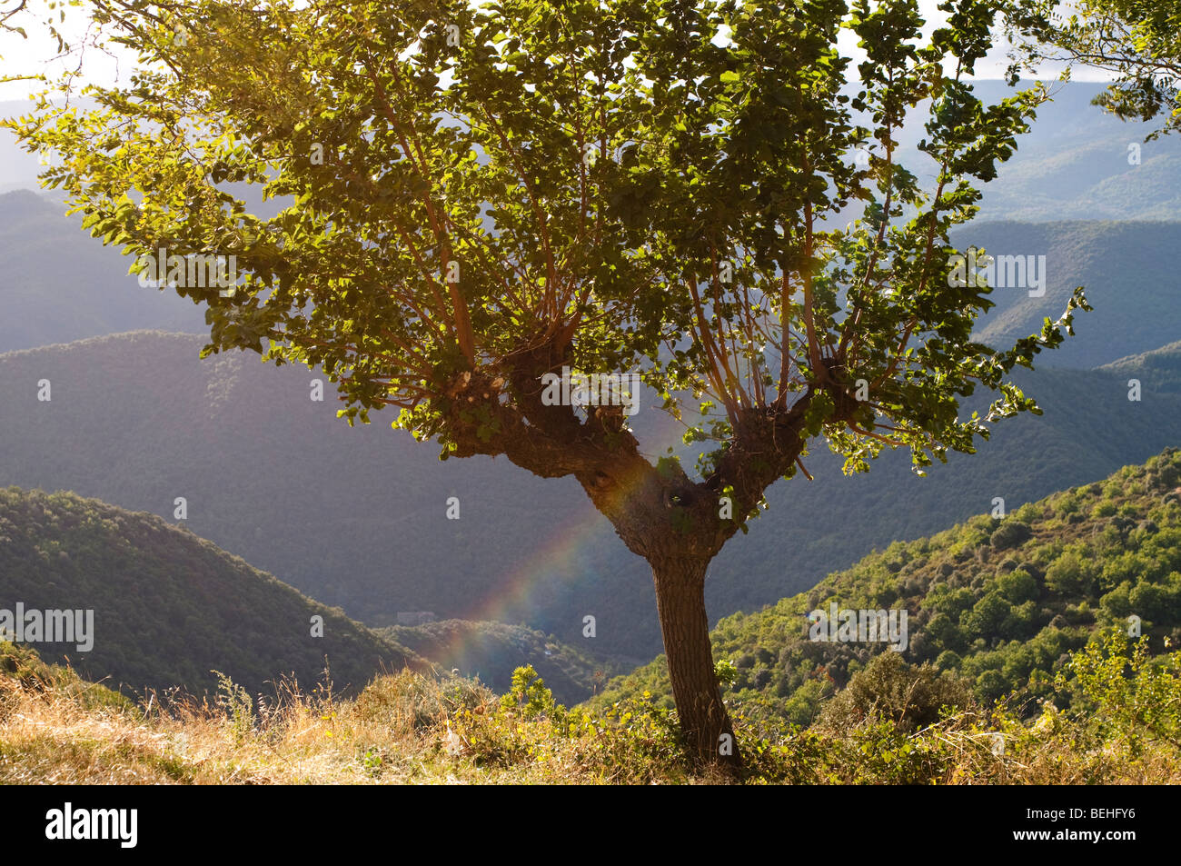 Tree with rainbow, Cevennes mountains, France, The hamlet of le Castanet near Le Vigan, France Stock Photo
