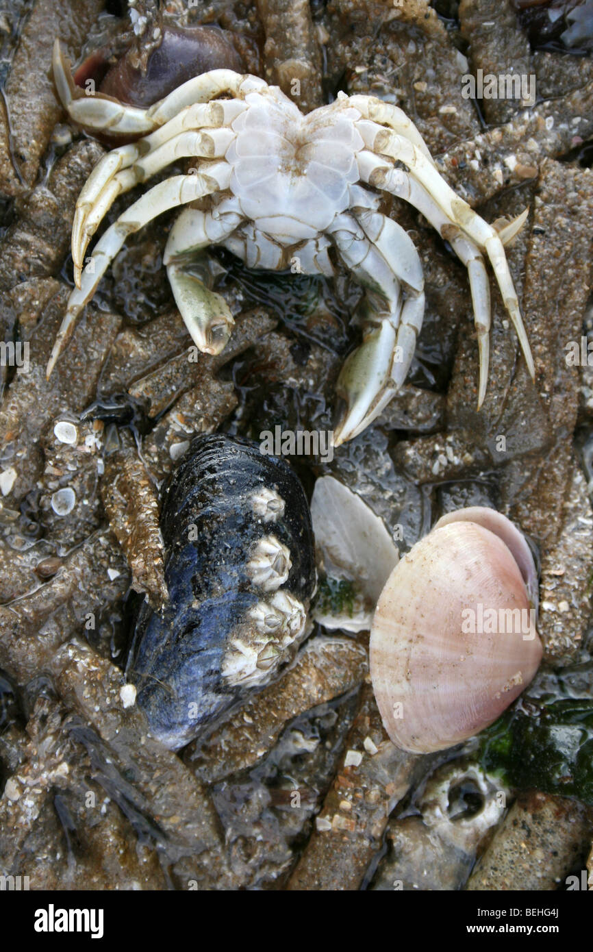 Baltic Tellin, Common Mussel & Remains Of A Common Shore Crab On Sandmason Worm Tubes At New Brighton, The Wirral, UK Stock Photo
