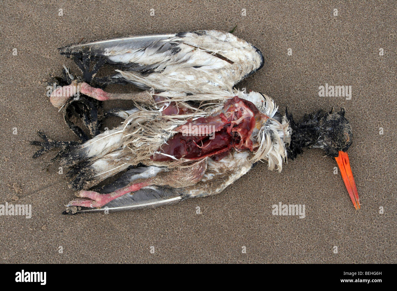 Dead Eurasian Oystercatcher Haematopus ostralegus Washed up On THe Beach At New Brighton, The Wirral, Merseyside, UK Stock Photo