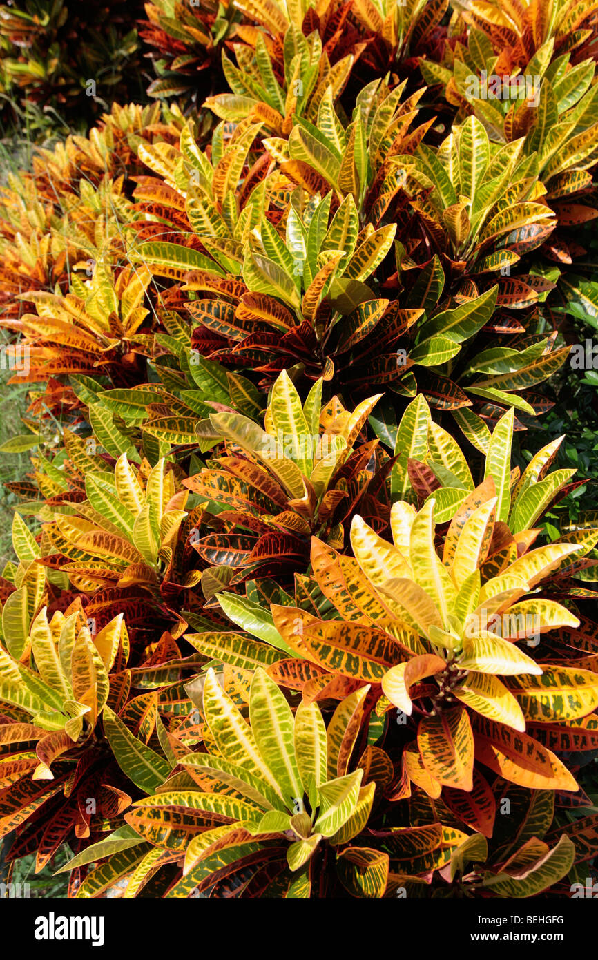 Codiaeum variegatum pictum hi-res stock photography and images - Alamy