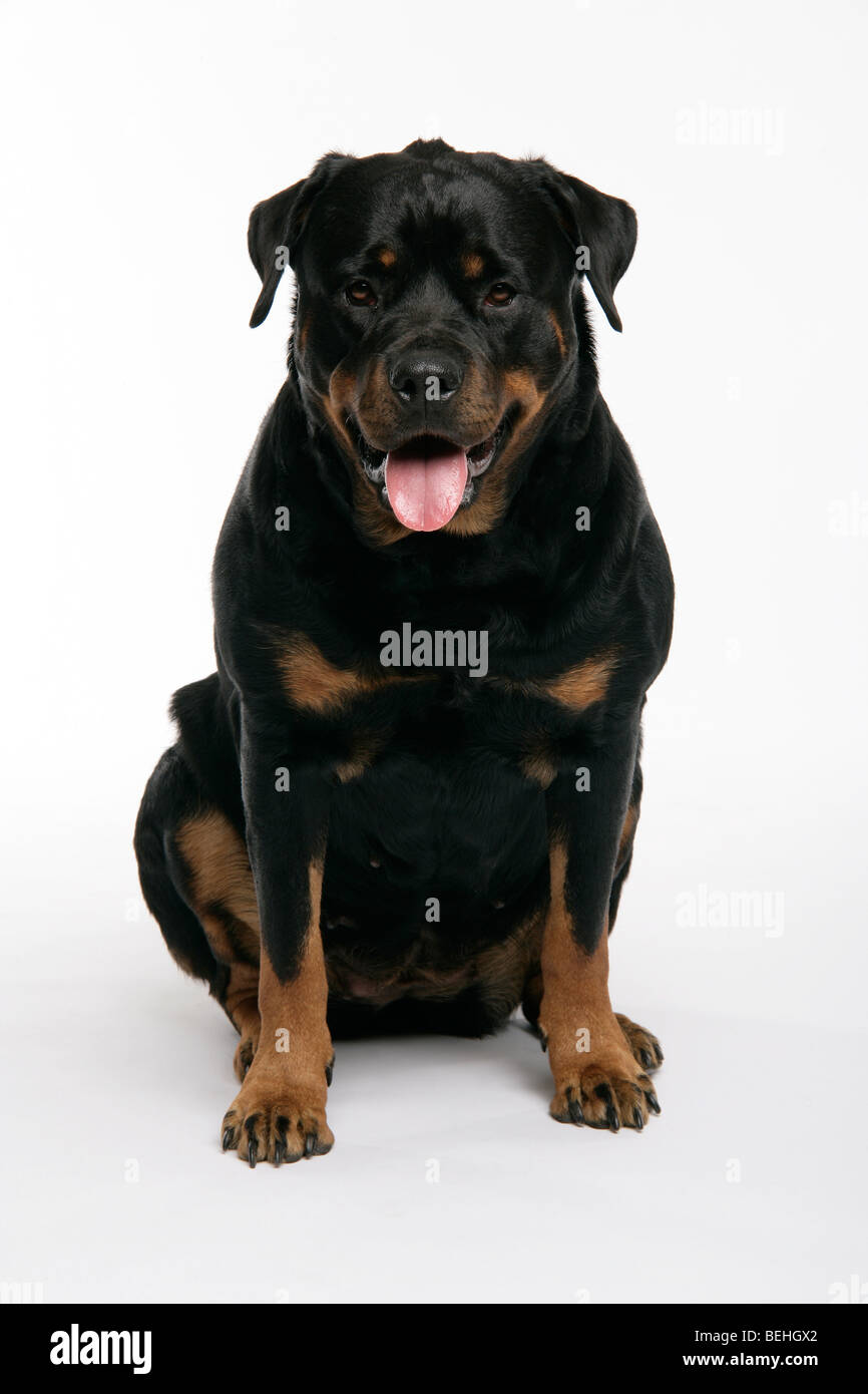 A Rottweiler dog sitting on its hind legs looking cute on a white background Stock Photo