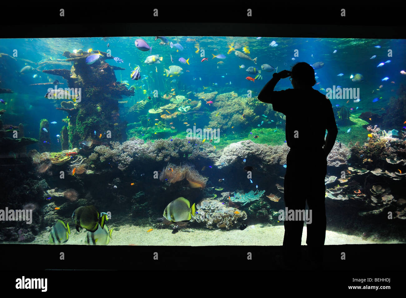 Tourists looking at the Nausicaä sea aquarium with tropical fishes, Boulogne-sur-Mer, Pas-de-Calais, France Stock Photo