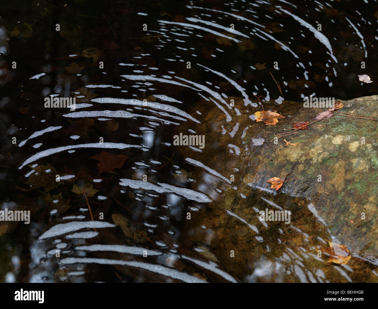 Pattern of bubbles on the surface of water in a pond. Fall nature details. Stock Photo