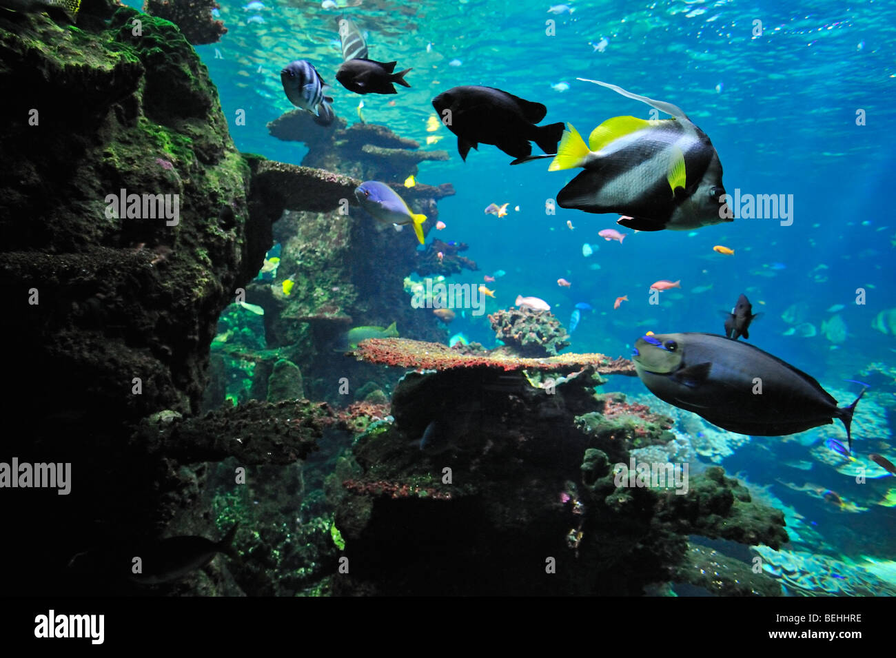 Colourful tropical fish in reef, Nausicaä, Boulogne-sur-Mer, Pas-de-Calais, France Stock Photo