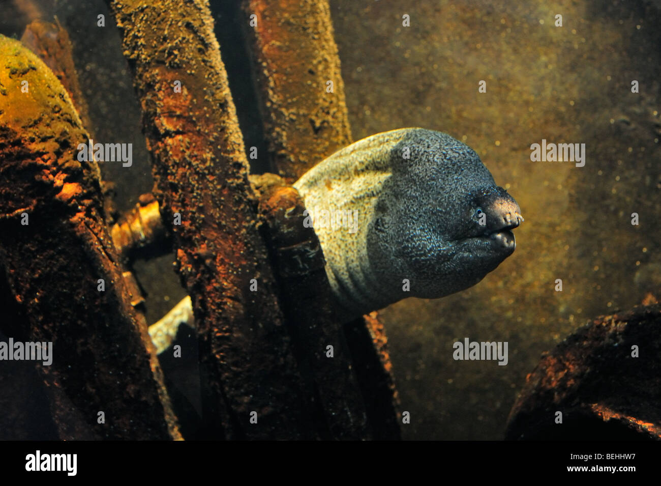 Mediterranean moray eel / Roman eel (Muraena helena) at National Sea