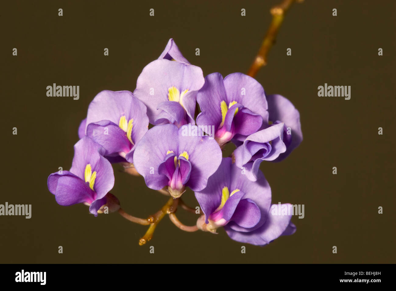 Hardenbergia violacea flowers. Stock Photo
