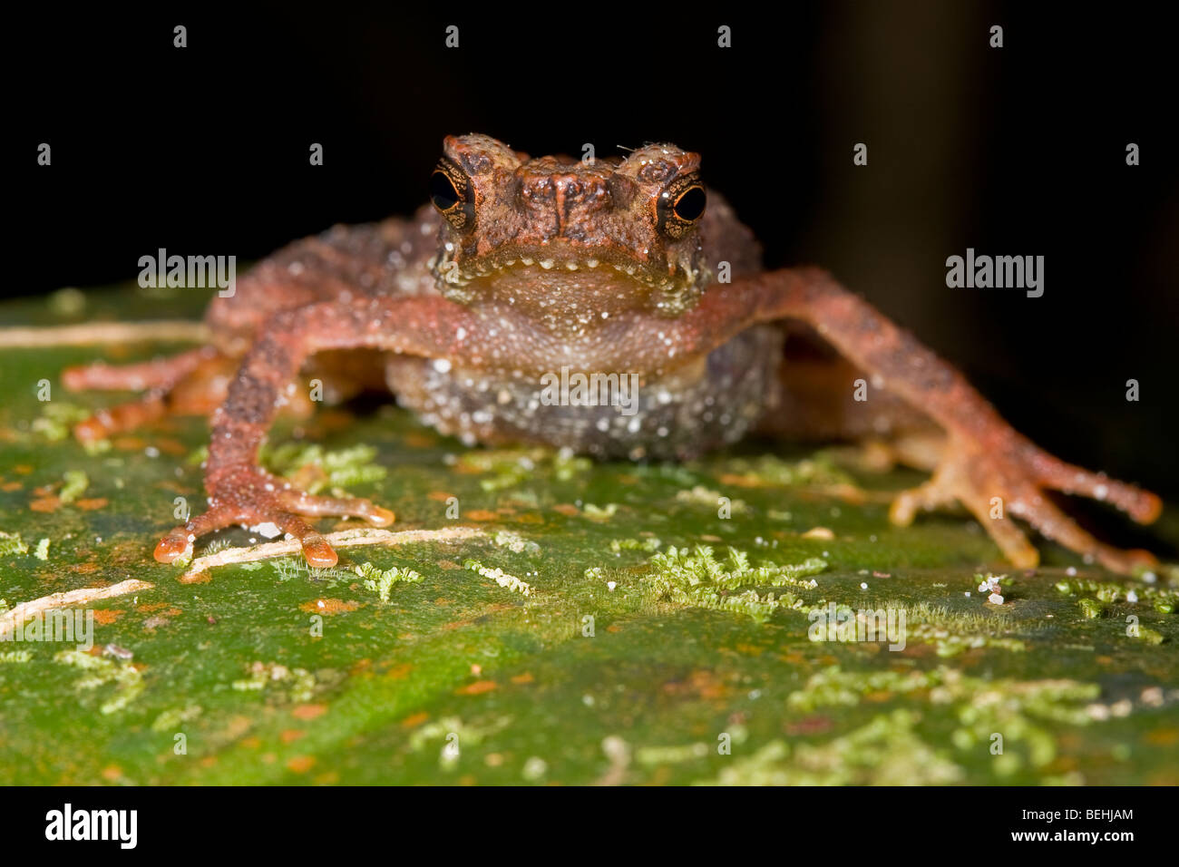 Slender Toad, Kinabalu National Park, Sabah, Borneo Stock Photo