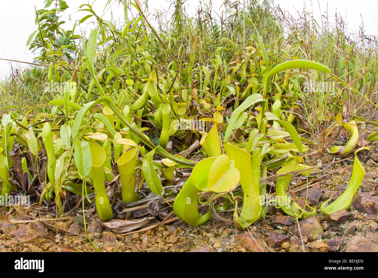 Pitcher Plant, Sabah, Borneo Stock Photo