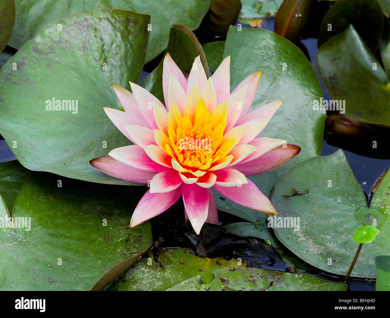 Water lily nymphaea caerulea hi-res stock photography and images - Alamy