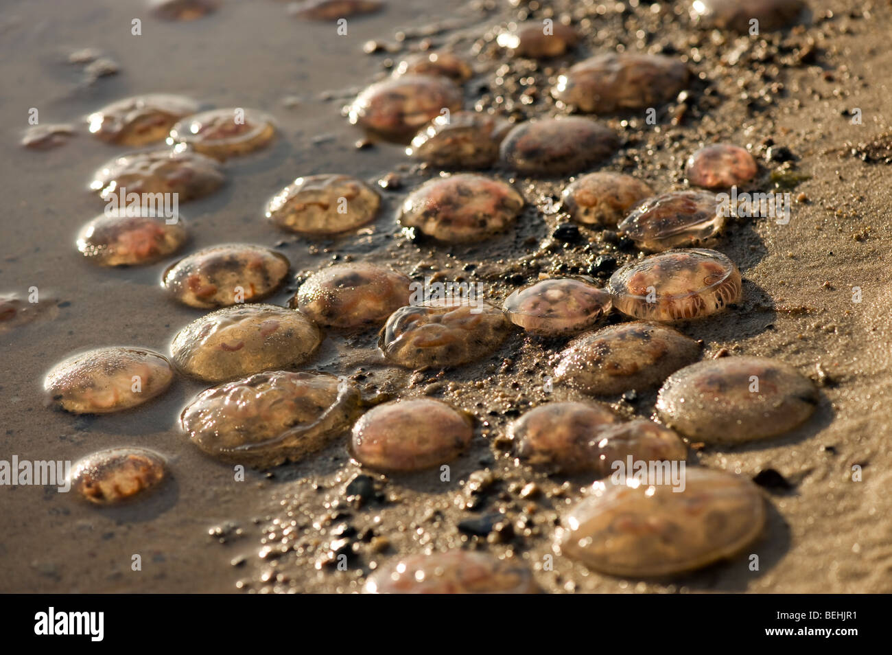 Moon jellyfishes, Aurelia aurita, on beach Stock Photo