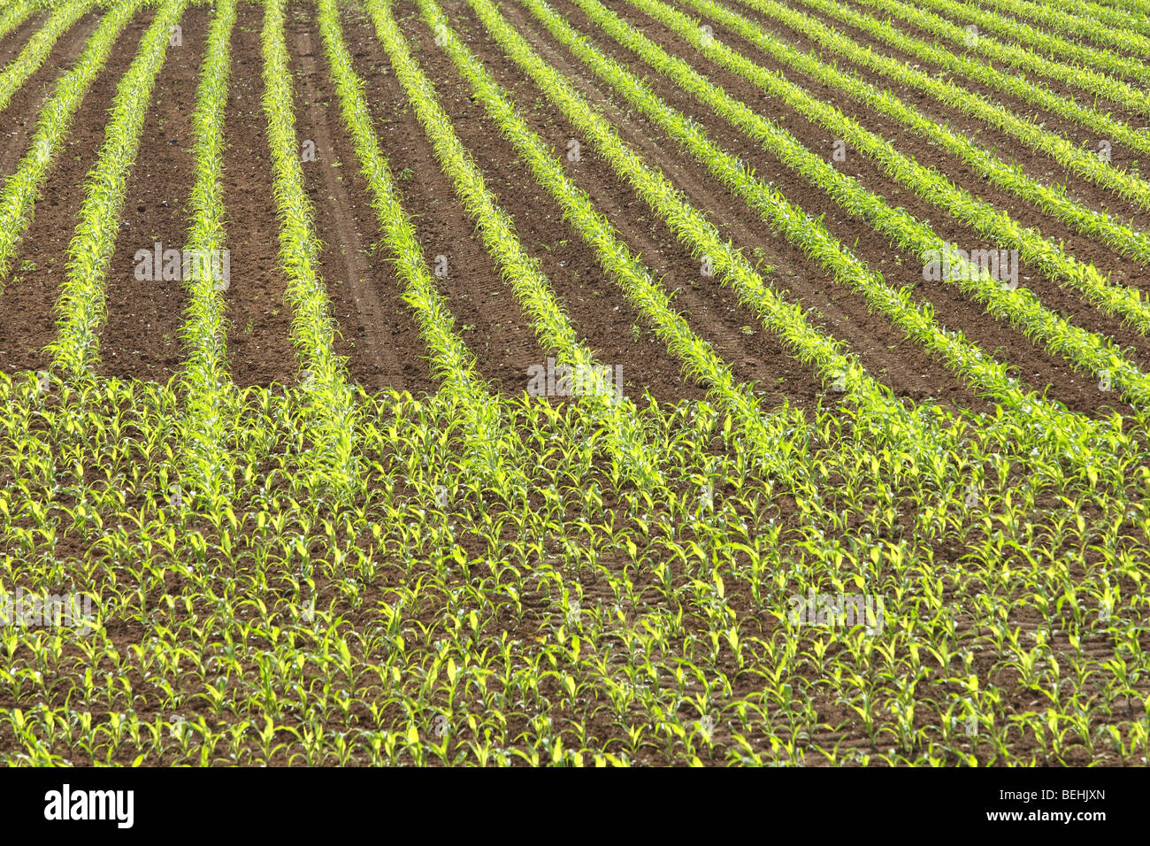 Maize / corn field (Zea mays), Belgium Stock Photo