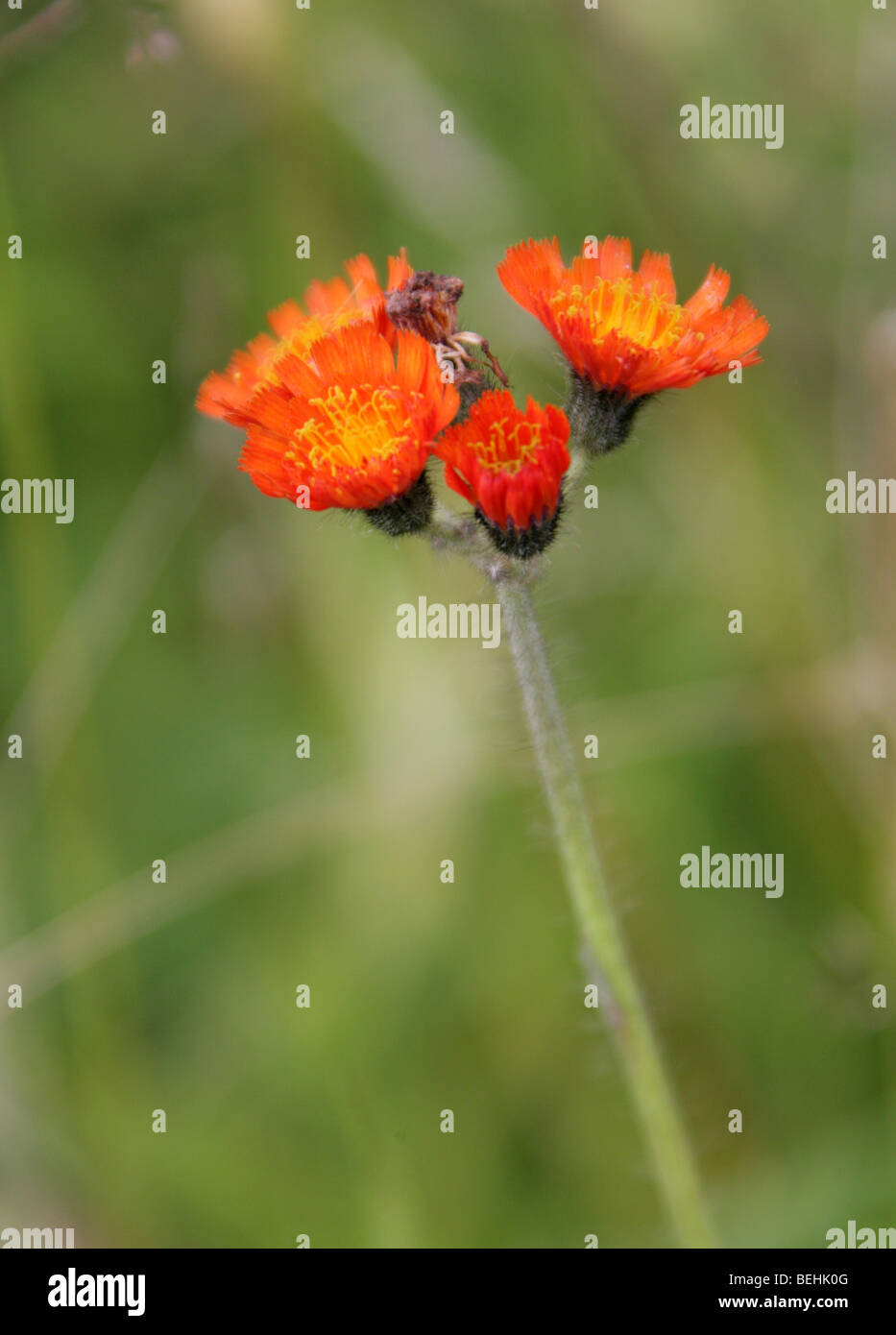 Orange Hawkweed, Hieracium aurantiacum (Pilosella aurantiacum), Asteraceae Aka Fox-and-cubs,Tawny Hawkweed, Devil's Paintbrush Stock Photo